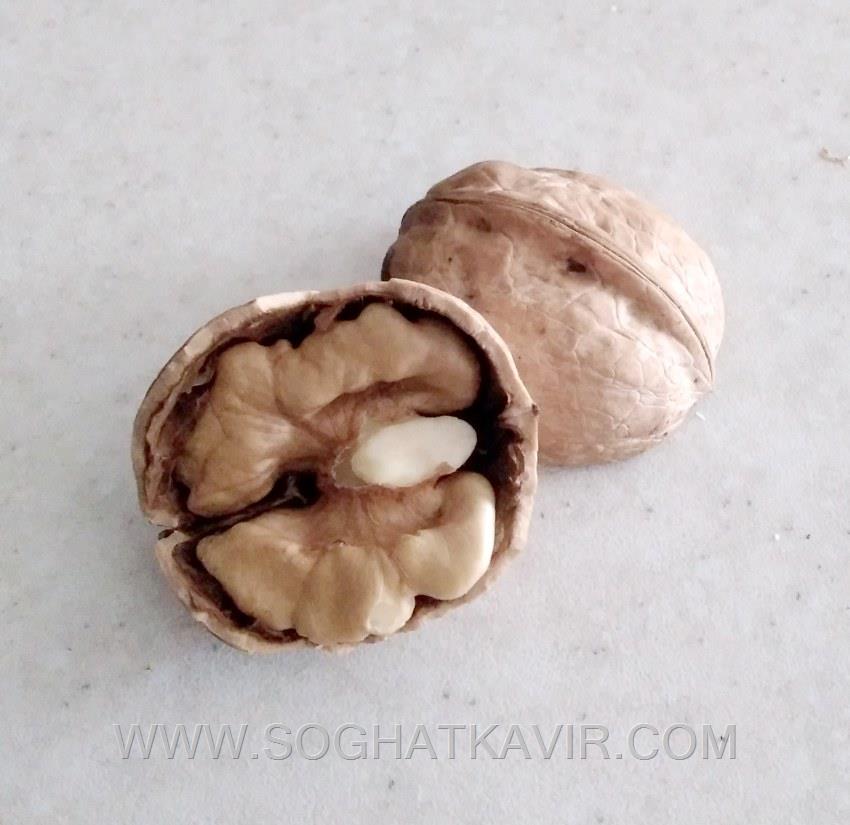  نمای داخل گردو دلفارد 