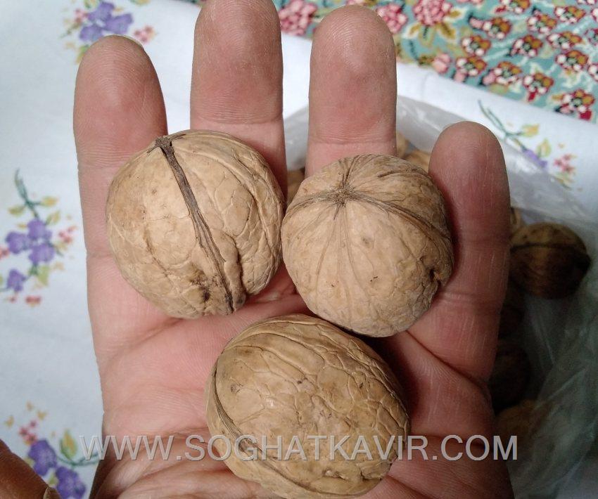 قیاس سایز گردو دلفارد به کف دست
