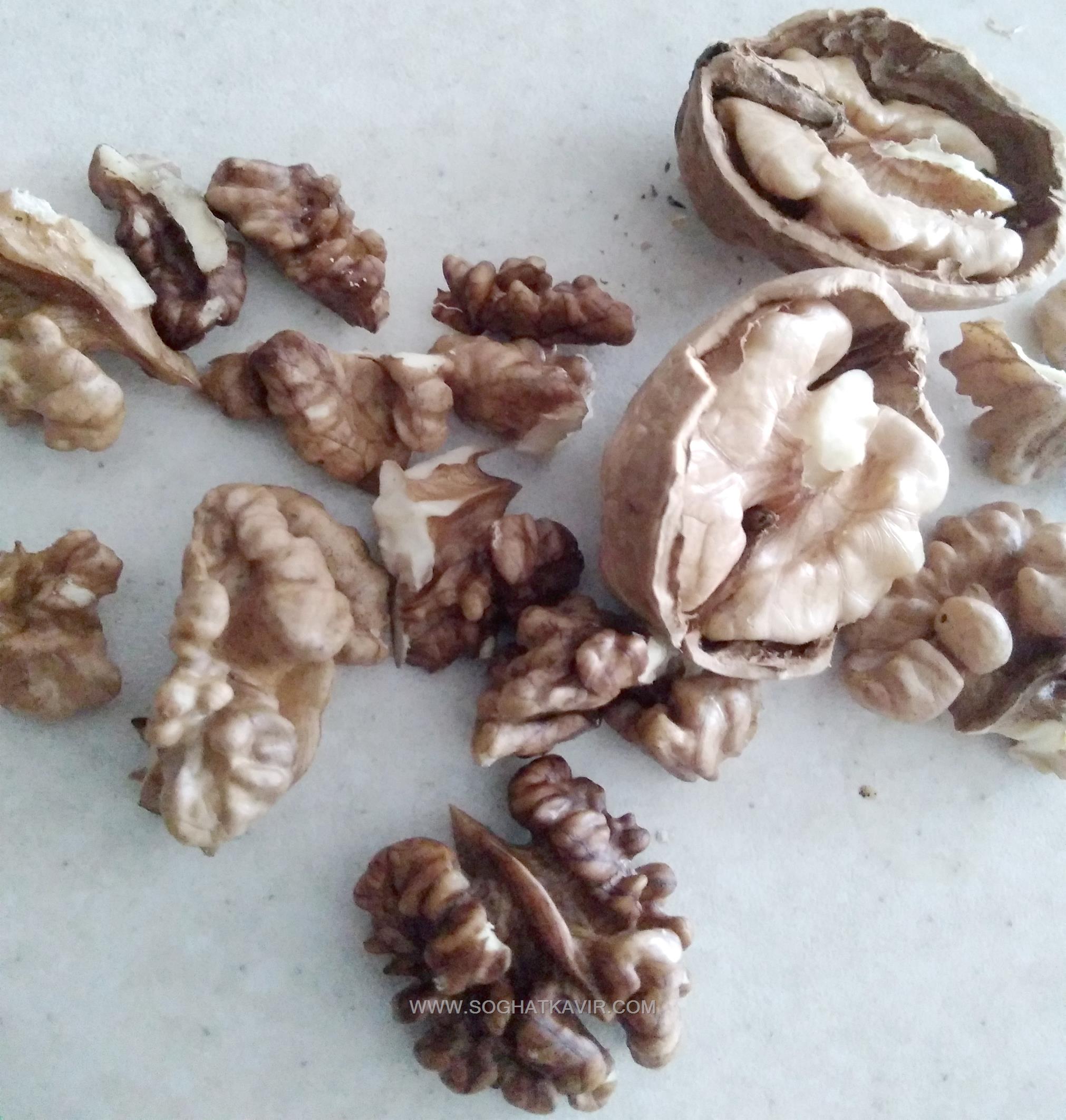 نمایی از مغز گرفته شده گردو دلفارد