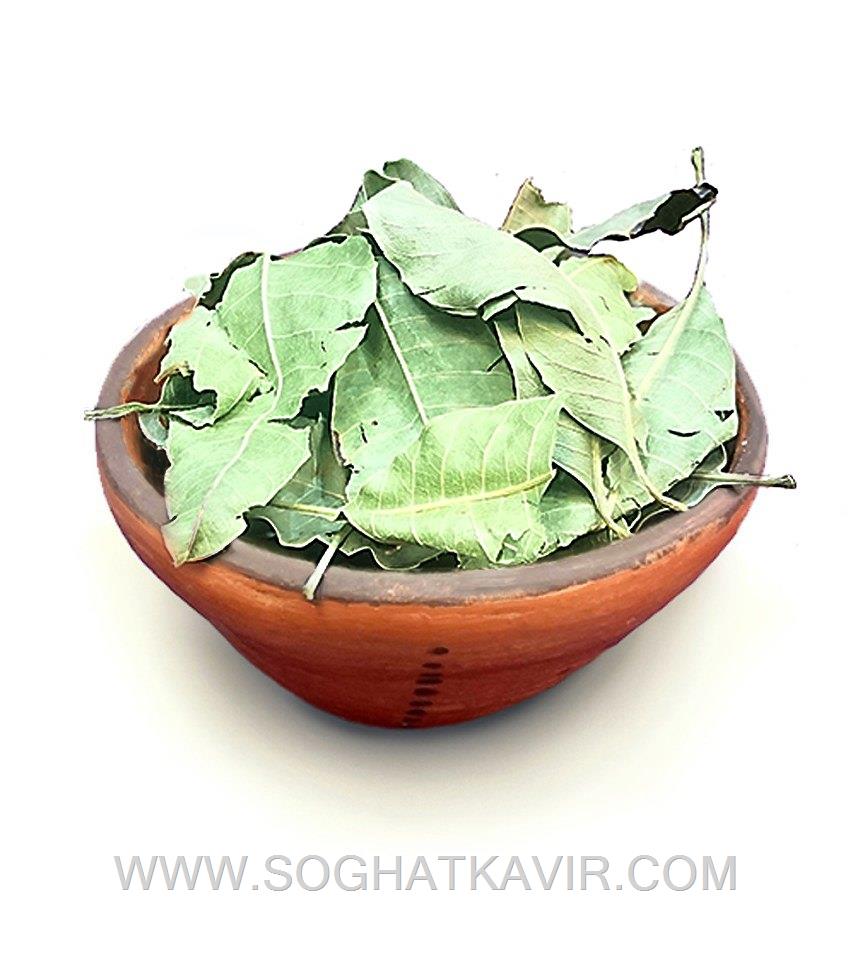 برگ انبه بلوچستان